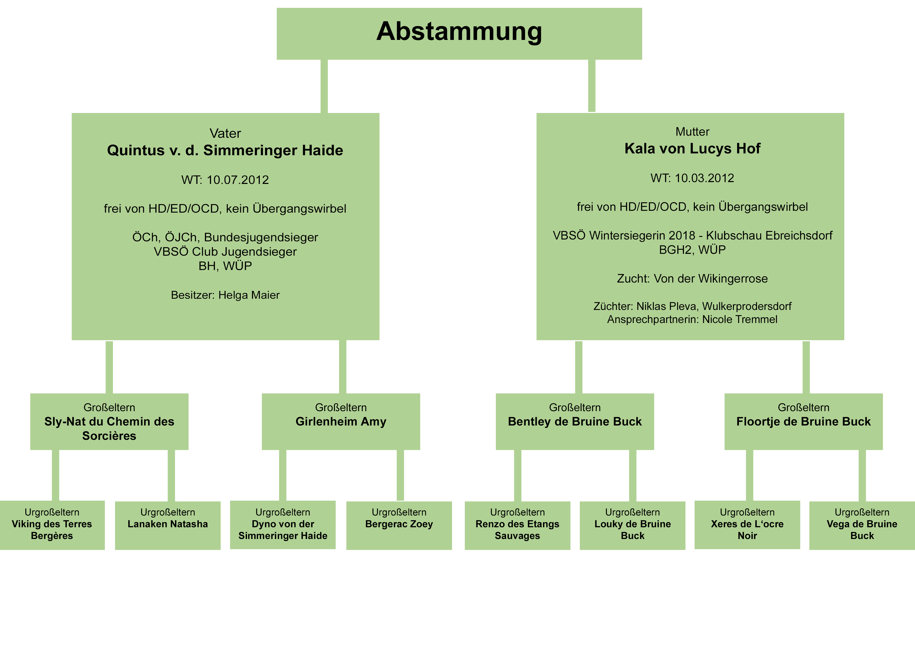 Eltern: Rüde: Quintus, Eltern und Großeltern; Hündin: Akira, Eltern und Großeltern
