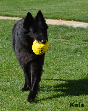 Kala kommt mit Ball im Maul