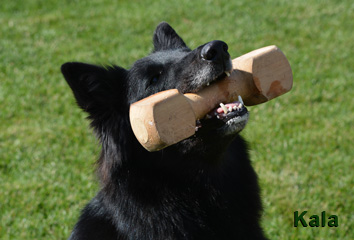Kala mit Holzknochen im Maul
