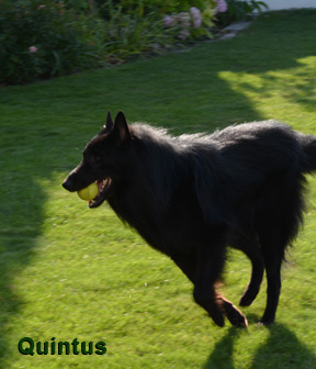 Quintus läuft mit Ball im Maul