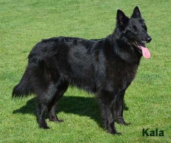 Kala steht auf Wiese