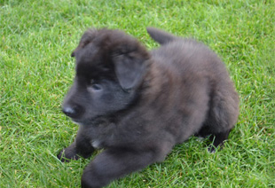 Welpe namens Akira